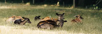 Deer in the Lainz Game Reserve