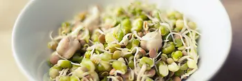 Soybean seedlings